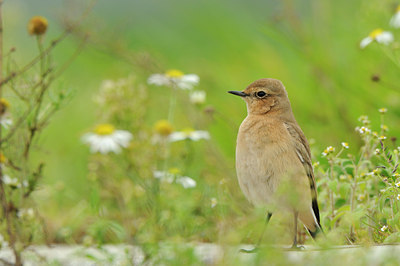 BUITEN BEELD Foto: 141162