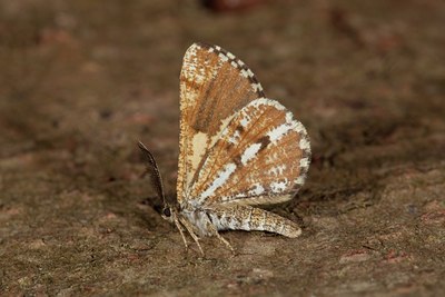 BUITEN BEELD Foto: 141176