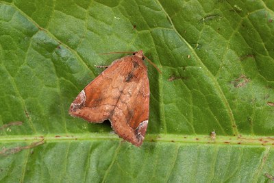 BUITEN BEELD Foto: 141188