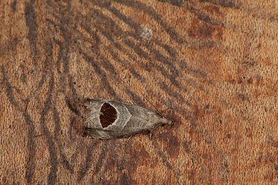 BUITEN BEELD Foto: 141189