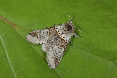 BUITEN BEELD Foto: 141241