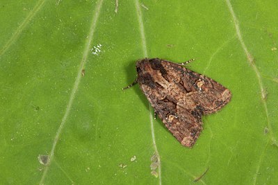BUITEN BEELD Foto: 141259
