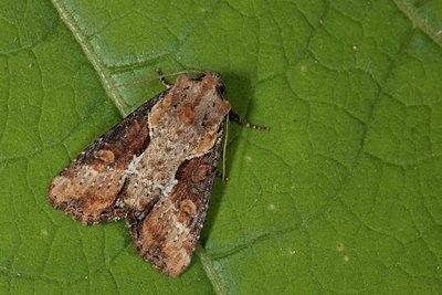 BUITEN BEELD Foto: 141264