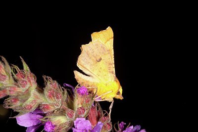 BUITEN BEELD Foto: 141284