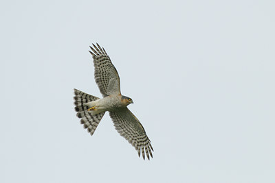 BUITEN BEELD Foto: 141291