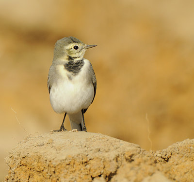 BUITEN BEELD Foto: 141301