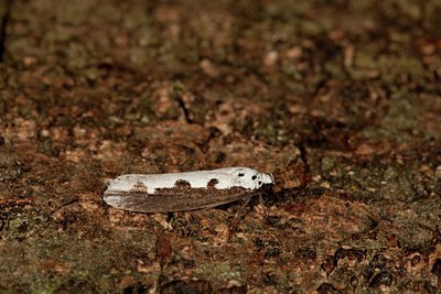 BUITEN BEELD Foto: 141354