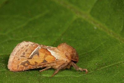 BUITEN BEELD Foto: 141382