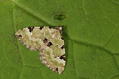 BUITEN BEELD Foto: 141385