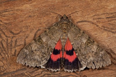 BUITEN BEELD Foto: 141408