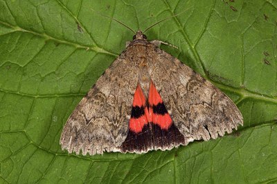 BUITEN BEELD Foto: 141410