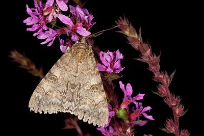 BUITEN BEELD Foto: 141411