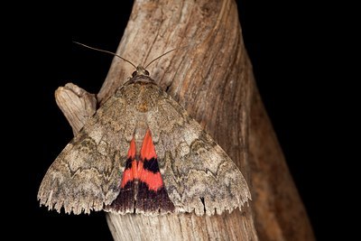 BUITEN BEELD Foto: 141414