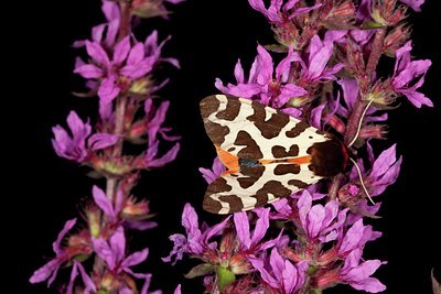 BUITEN BEELD Foto: 141415