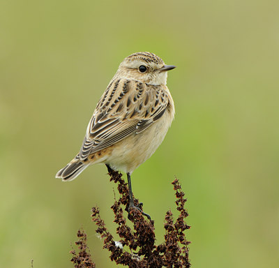 BUITEN BEELD Foto: 141418