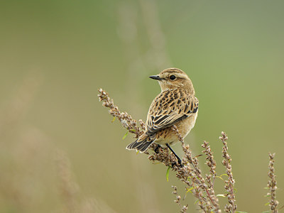 BUITEN BEELD Foto: 141422