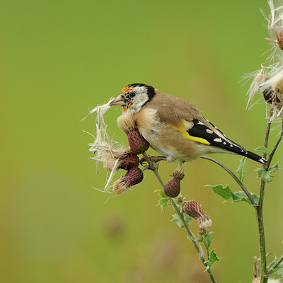 BUITEN BEELD Foto: 141426