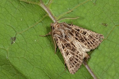 BUITEN BEELD Foto: 141430