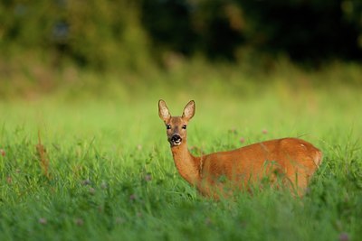 BUITEN BEELD Foto: 141475