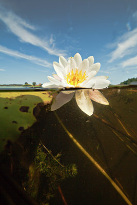 BUITEN BEELD Foto: 141495