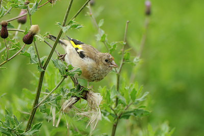BUITEN BEELD Foto: 141503