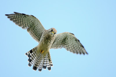 BUITEN BEELD Foto: 141504