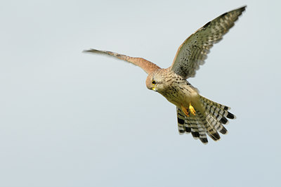 BUITEN BEELD Foto: 141506