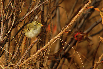 BUITEN BEELD Foto: 141516