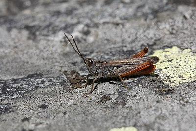 BUITEN BEELD Foto: 141518