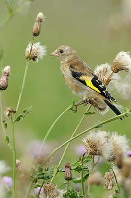 BUITEN BEELD Foto: 141541