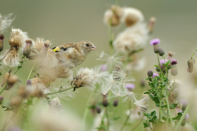 BUITEN BEELD Foto: 141546