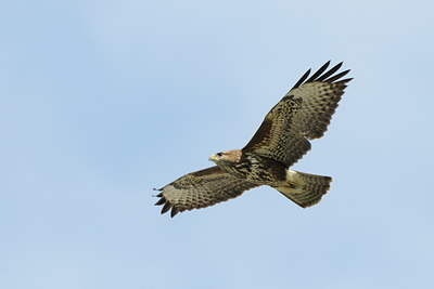 BUITEN BEELD Foto: 141549