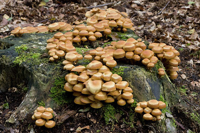 BUITEN BEELD Foto: 141579
