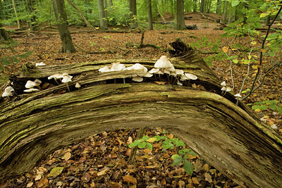 BUITEN BEELD Foto: 141612