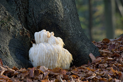 BUITEN BEELD Foto: 141626