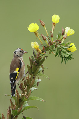 BUITEN BEELD Foto: 141637
