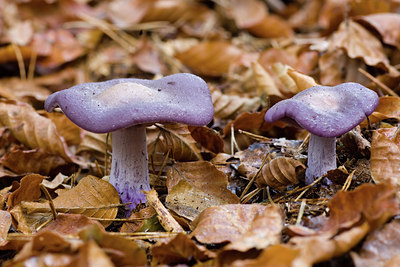 BUITEN BEELD Foto: 141649