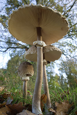 BUITEN BEELD Foto: 141665