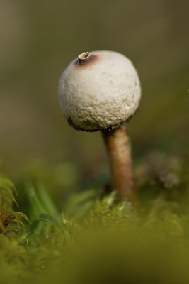 BUITEN BEELD Foto: 141677