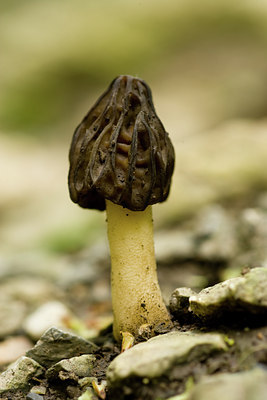 BUITEN BEELD Foto: 141679