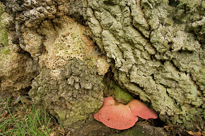 BUITEN BEELD Foto: 141690