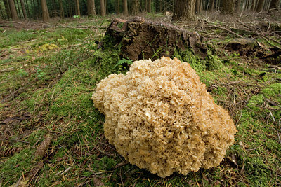 BUITEN BEELD Foto: 141704