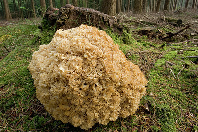 BUITEN BEELD Foto: 141705