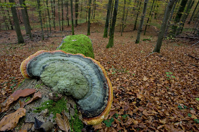 BUITEN BEELD Foto: 141708