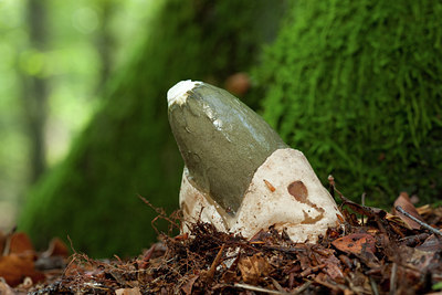 BUITEN BEELD Foto: 141741