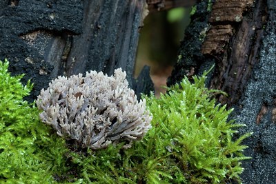 BUITEN BEELD Foto: 141844