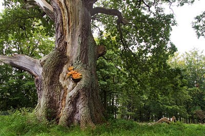 BUITEN BEELD Foto: 141934