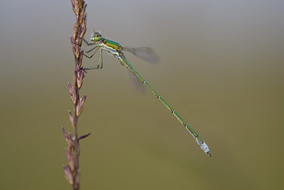 BUITEN BEELD Foto: 142001