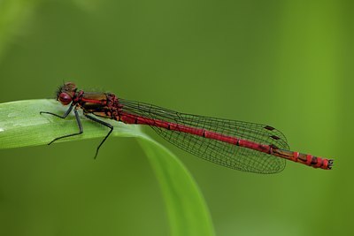 BUITEN BEELD Foto: 142003