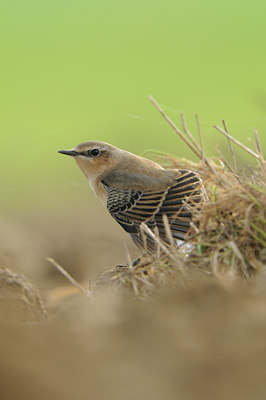 BUITEN BEELD Foto: 142020